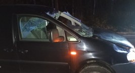 Zdjęcie dotyczy: Łoś przechodził przez drogę. Wjechał w niego 20-latek